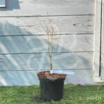 Acer Palmatum 'Iyoshi' - Érable du Japon