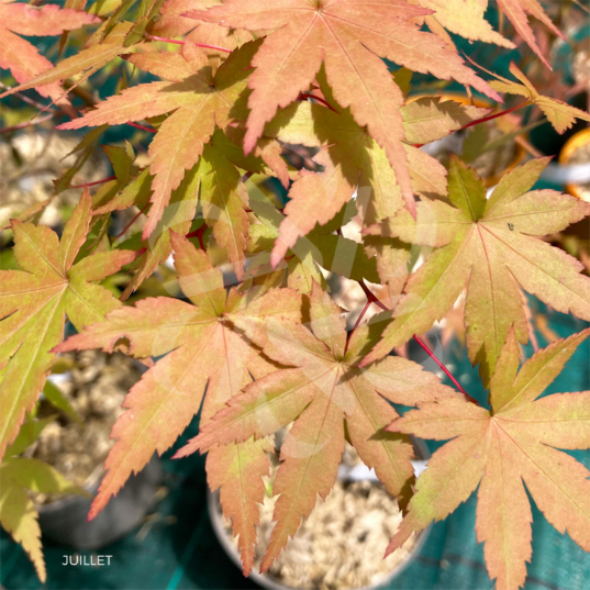 Acer palmatum 'Kenko Nishiki' - Érable du Japon