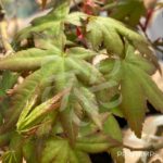 Acer palmatum 'Kenko Nishiki' - Érable du Japon