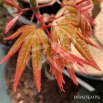 Acer palmatum 'Kenko Nishiki' - Érable du Japon