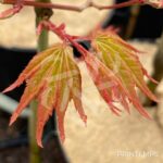 Acer palmatum 'Kenko Nishiki' - Érable du Japon