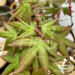 Acer palmatum 'Kenko Nishiki' - Érable du Japon