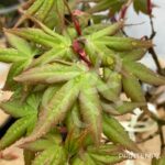 Acer palmatum 'Kenko Nishiki' - Érable du Japon