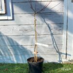 Acer palmatum 'Kenko Nishiki' - Érable du Japon