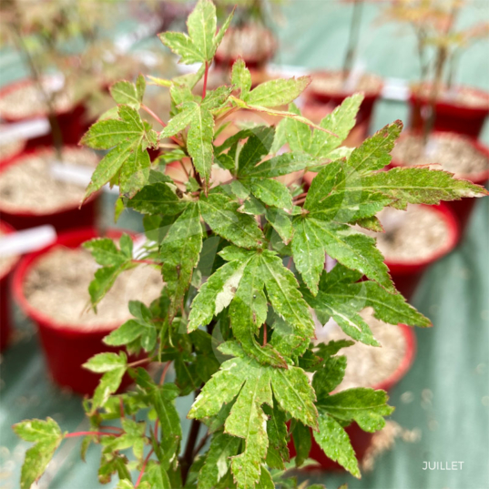 Acer Palmatum 'Ryogu' - Érable du Japon