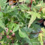 Acer Palmatum 'Ryugu' - Érable du Japon
