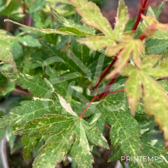 Acer Palmatum 'Ryugu' - Érable du Japon