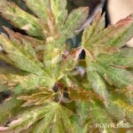 Acer Palmatum 'Ryugu' - Érable du Japon