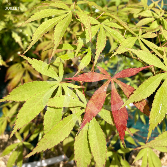 Acer palmatum 'Yoshimizu' - Érable du Japon