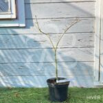 Acer palmatum 'Yoshimizu' - Érable du Japon