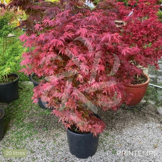 Acer palmatum Shaina - Érable du Japon