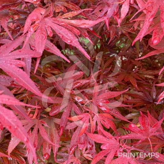 Acer palmatum Shaina - Érable du Japon