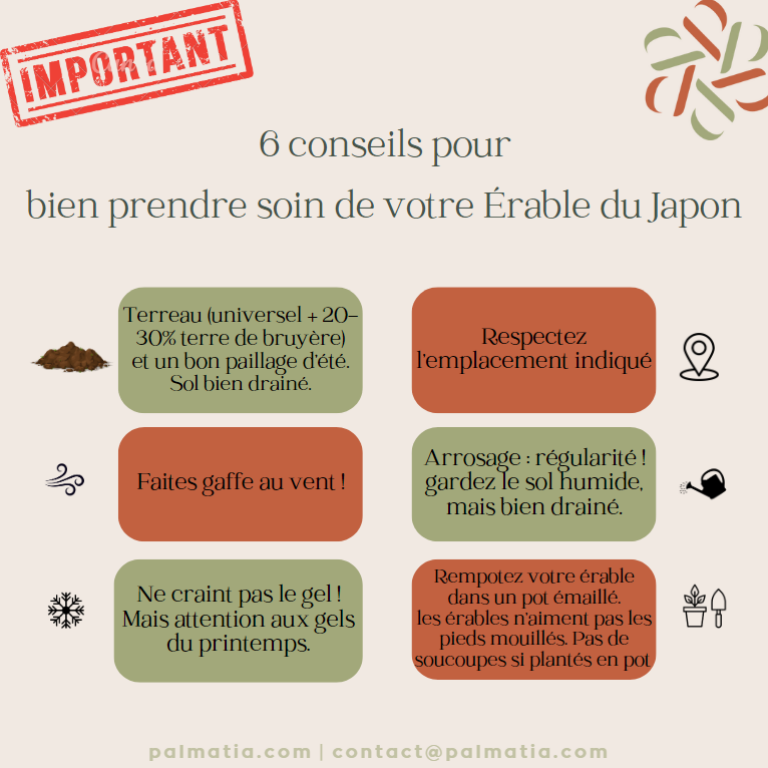 Entretien Érables du Japon