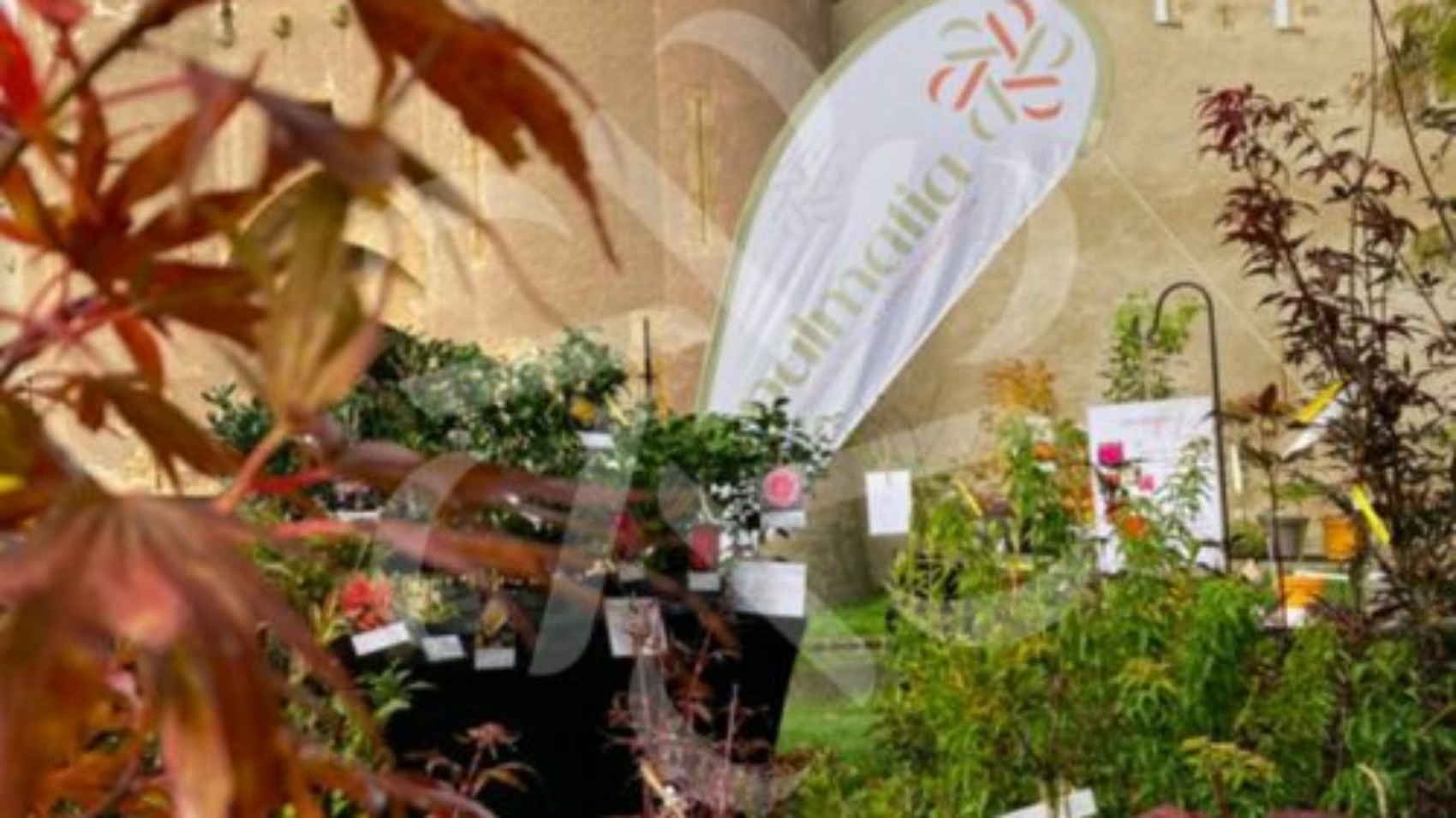 Marchés et Fêtes des Plantes Palmatia - Érables du Japon et Plantes d'exception