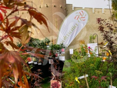 Marchés et Fêtes des Plantes Palmatia - Érables du Japon et Plantes d'exception