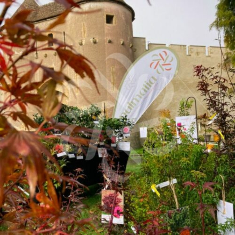 Marchés et Fêtes des Plantes Palmatia - Érables du Japon et Plantes d'exception