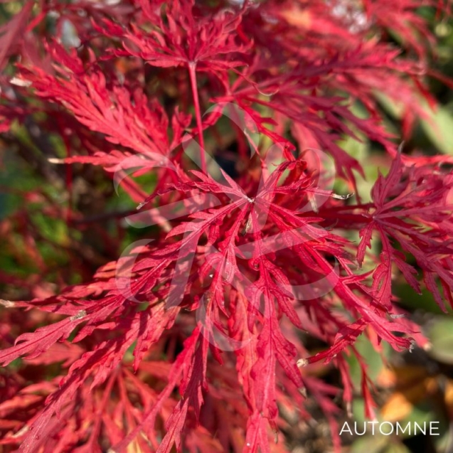 Acer palmatum 'Inaba Shidare' - Érable du Japon