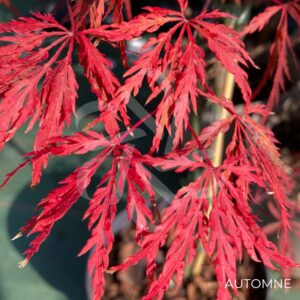 Acer palmatum 'Inaba Shidare' - Érable du Japon
