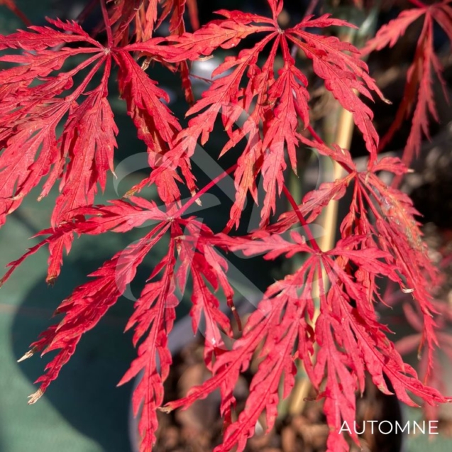 Acer palmatum 'Inaba Shidare' - Érable du Japon