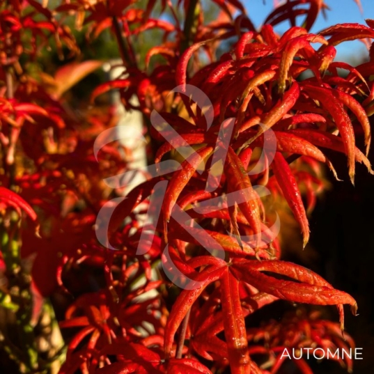 Acer palmatum 'Starfish' - Érable du Japon
