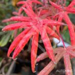 Acer palmatum 'Starfish' - Érable du Japon