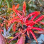Acer palmatum 'Starfish' - Érable du Japon