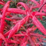 Acer palmatum 'Starfish' - Érable du Japon