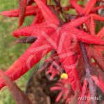 Acer palmatum 'Starfish' - Érable du Japon