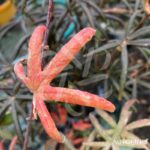 Acer palmatum 'Starfish' - Érable du Japon
