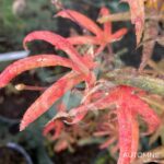 Acer palmatum 'Starfish' - Érable du Japon