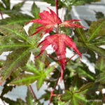 Acer palmatum 'Redwine' - Érable du Japon