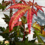 Acer palmatum 'Redwine' - Érable du Japon