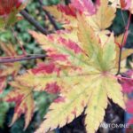 Acer palmatum 'Redwine' - Érable du Japon