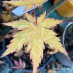 Acer palmatum 'Redwine' - Érable du Japon