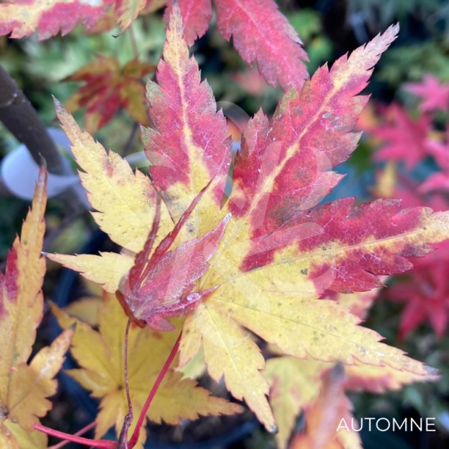 Acer palmatum 'Redwine' - Érable du Japon