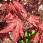 Acer palmatum 'Redwine' - Érable du Japon