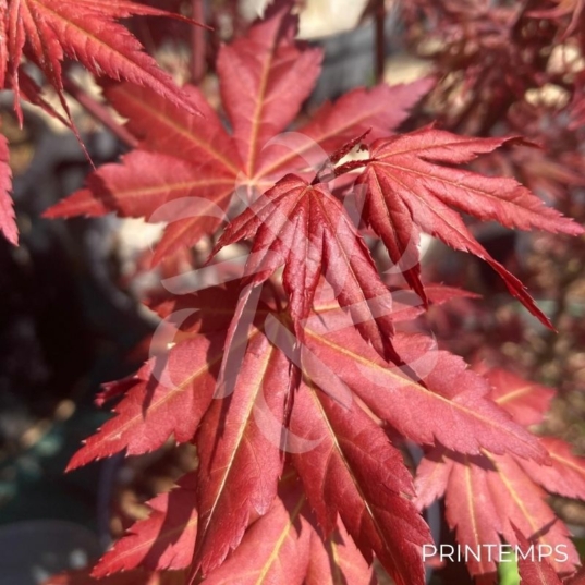Acer palmatum 'Redwine' - Érable du Japon