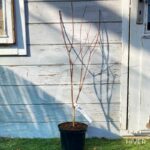 Acer palmatum 'Redwine' - Érable du Japon