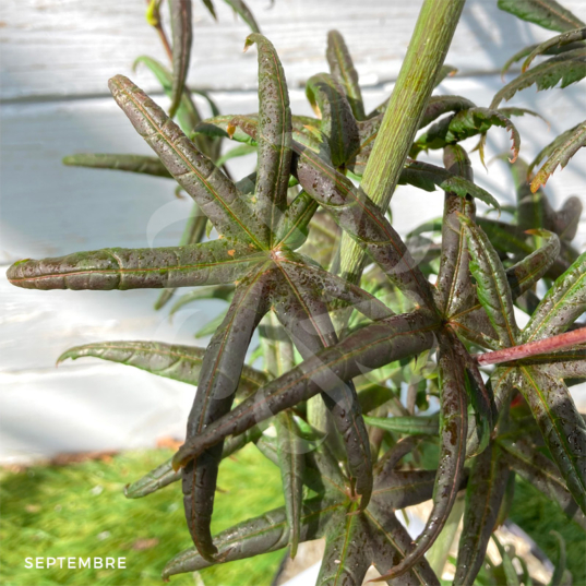 Acer palmatum 'Starfish' - Érable du Japon