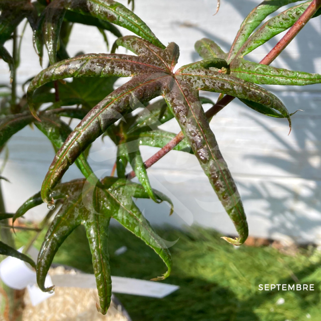 Acer palmatum 'Starfish' - Érable du Japom