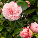 Camellia japonica 'Bonomiana'