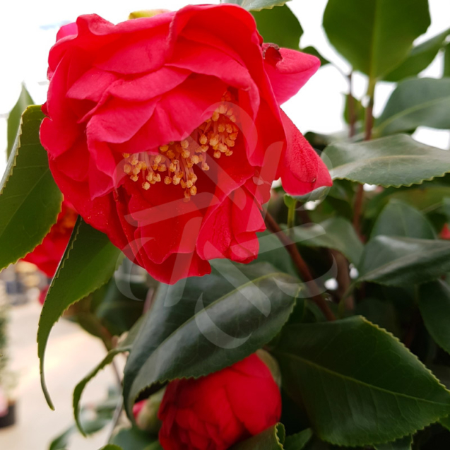 Camellia japonica 'Dr King'