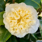 Camellia williamsii 'Jury's Yellow'