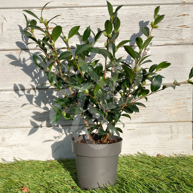 Camellia sasanqua 'Blanc'