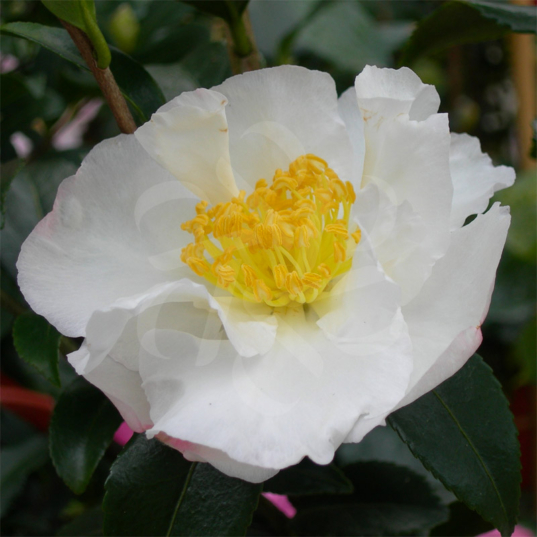 Camellia sasanqua 'Blanc'