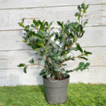 Camellia sasanqua 'Rose'