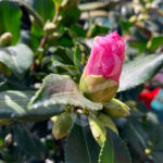 Camellia sasanqua 'Rose'