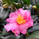 Camellia sasanqua 'Rose'