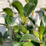 Camellia sasanqua 'Rouge Rubis'