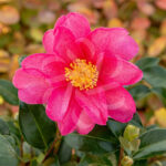 Camellia sasanqua 'Rouge Rubis'